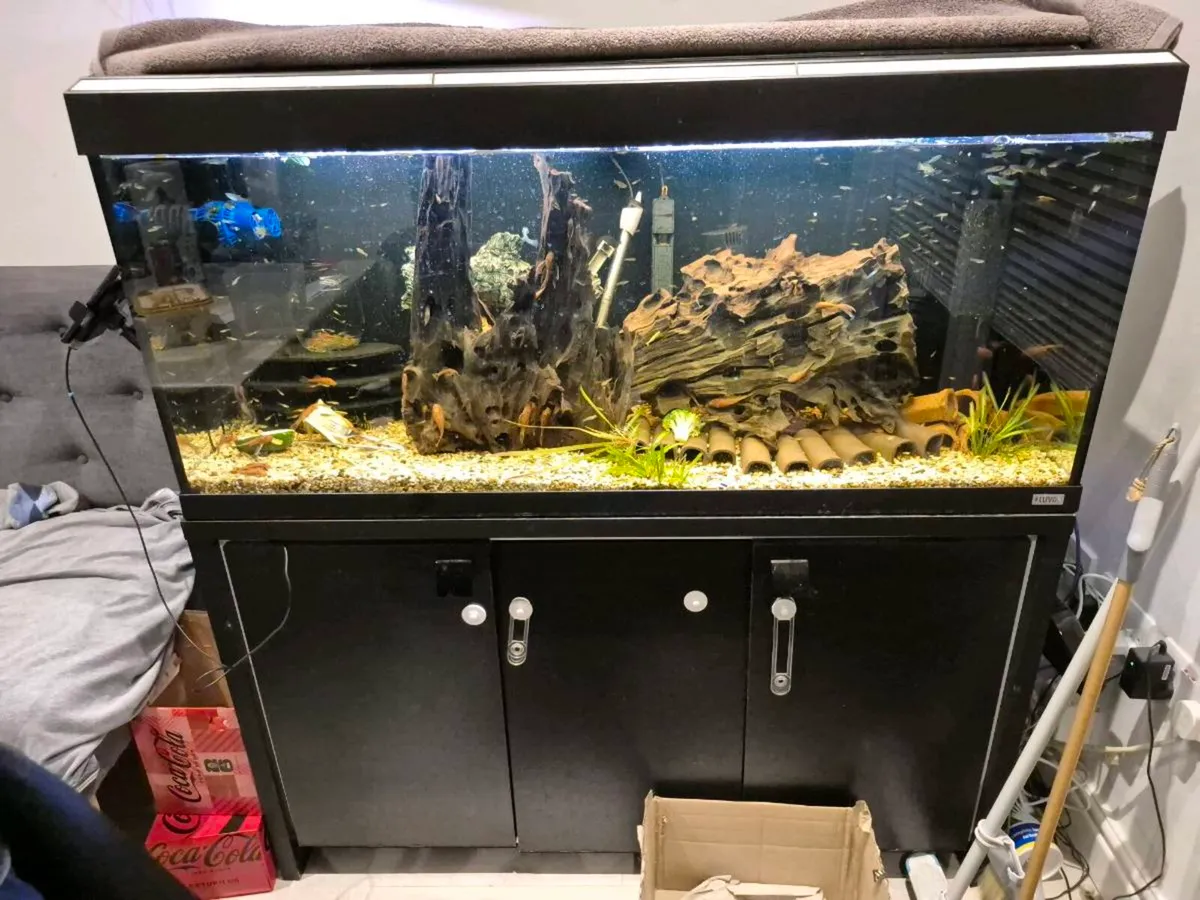 Fluval 240L aquarium - Image 1