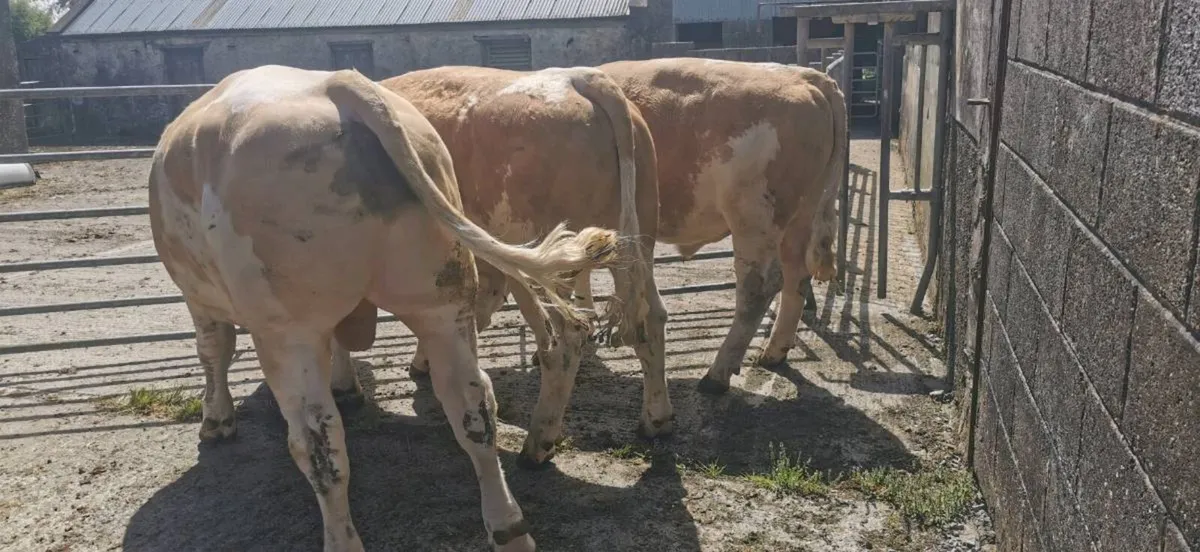 Simmental bulls - Image 3