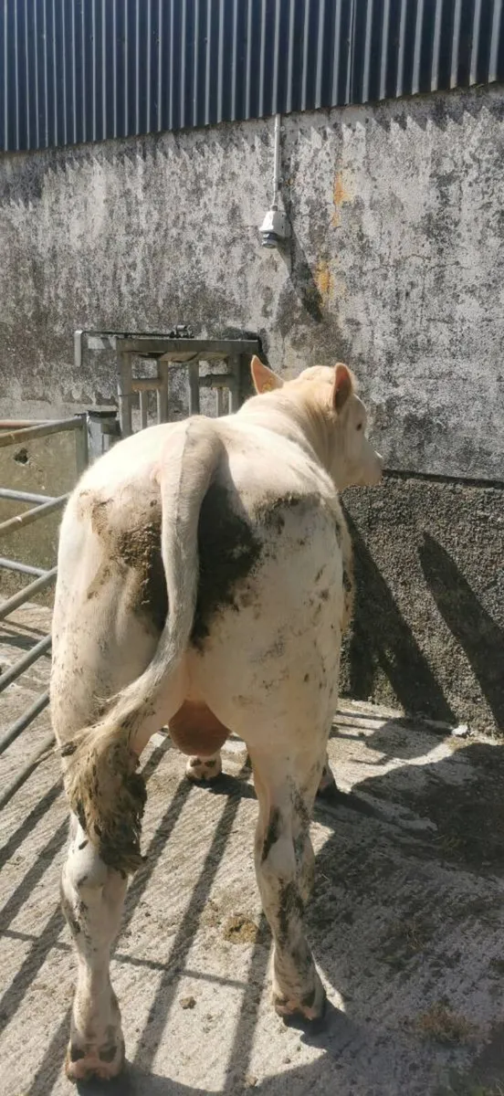 Simmental bulls - Image 4