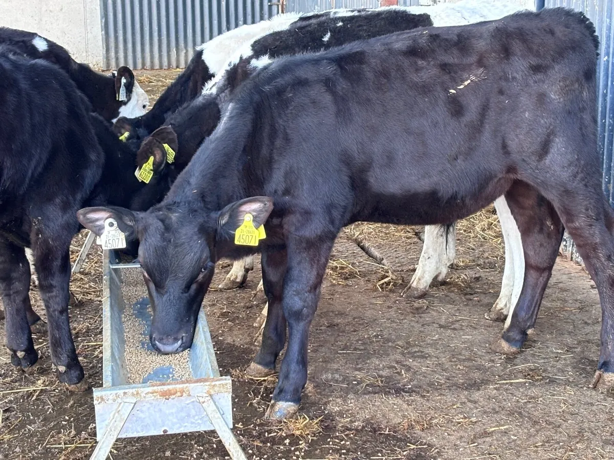6 top quality runners for sale - Image 3