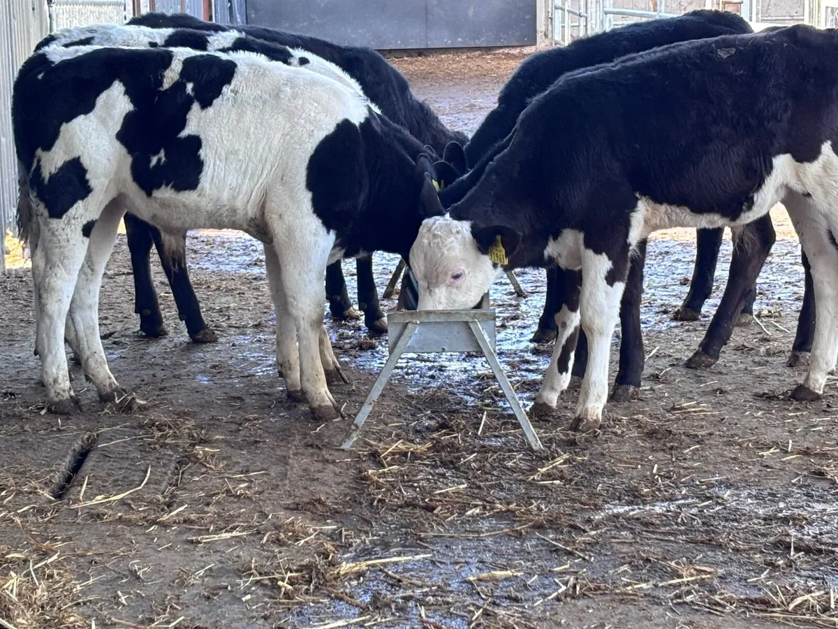 6 top quality runners for sale - Image 2