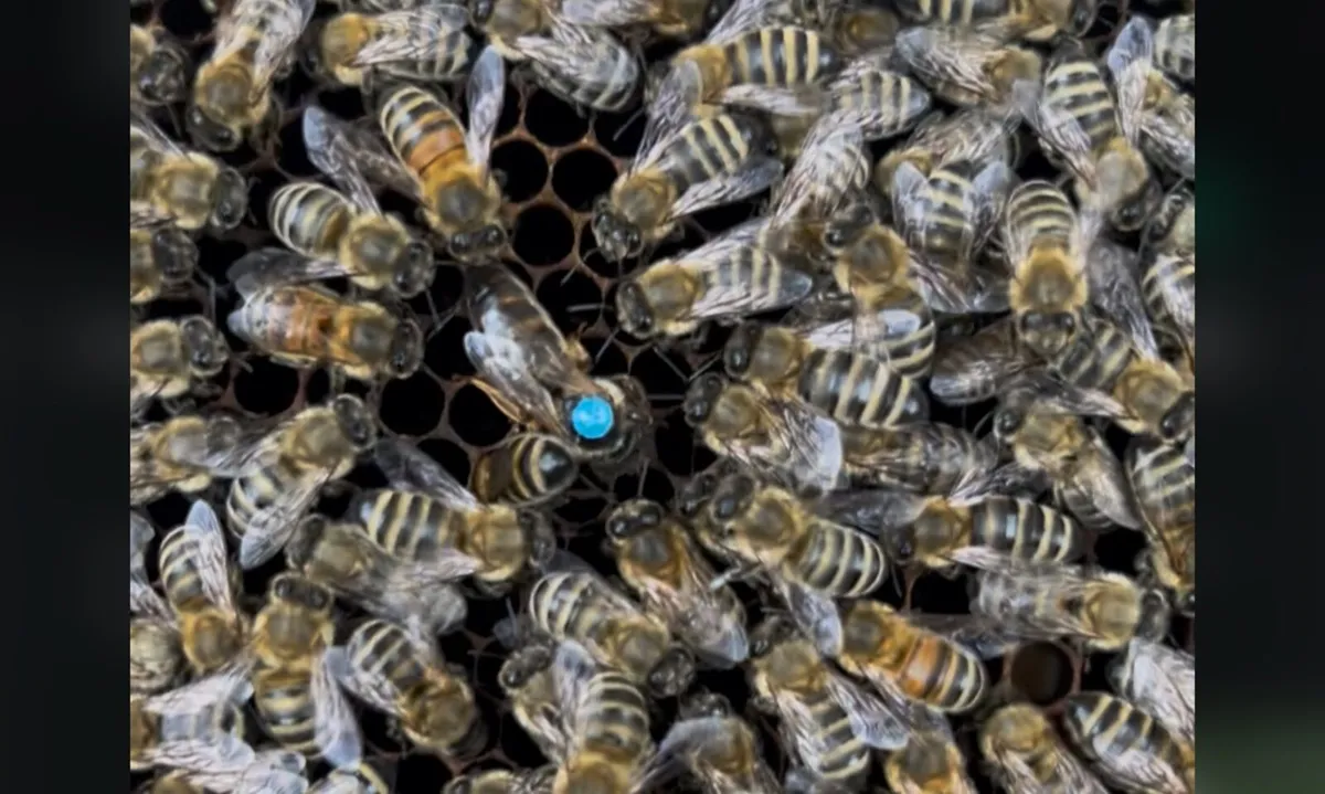 Queen bee - Image 1