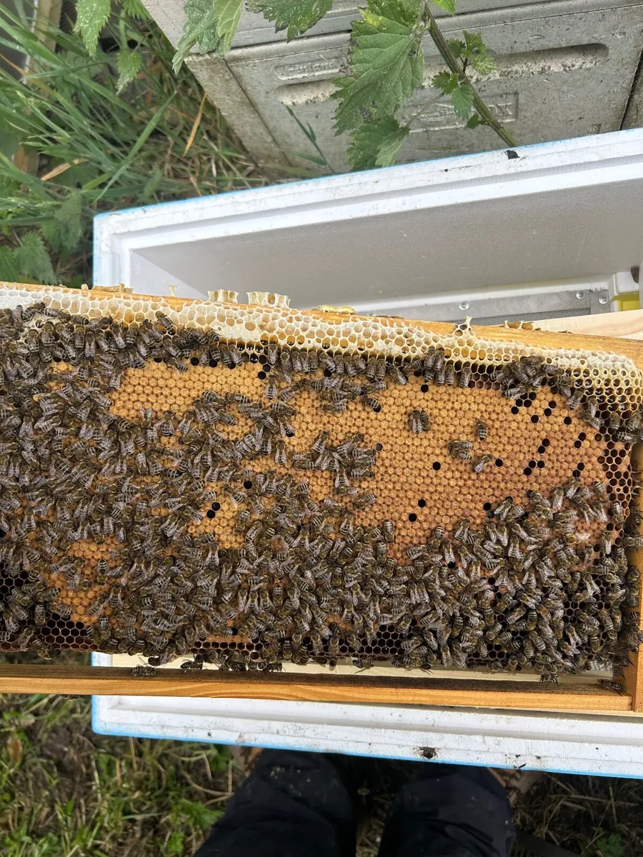 Queen bee - Image 3