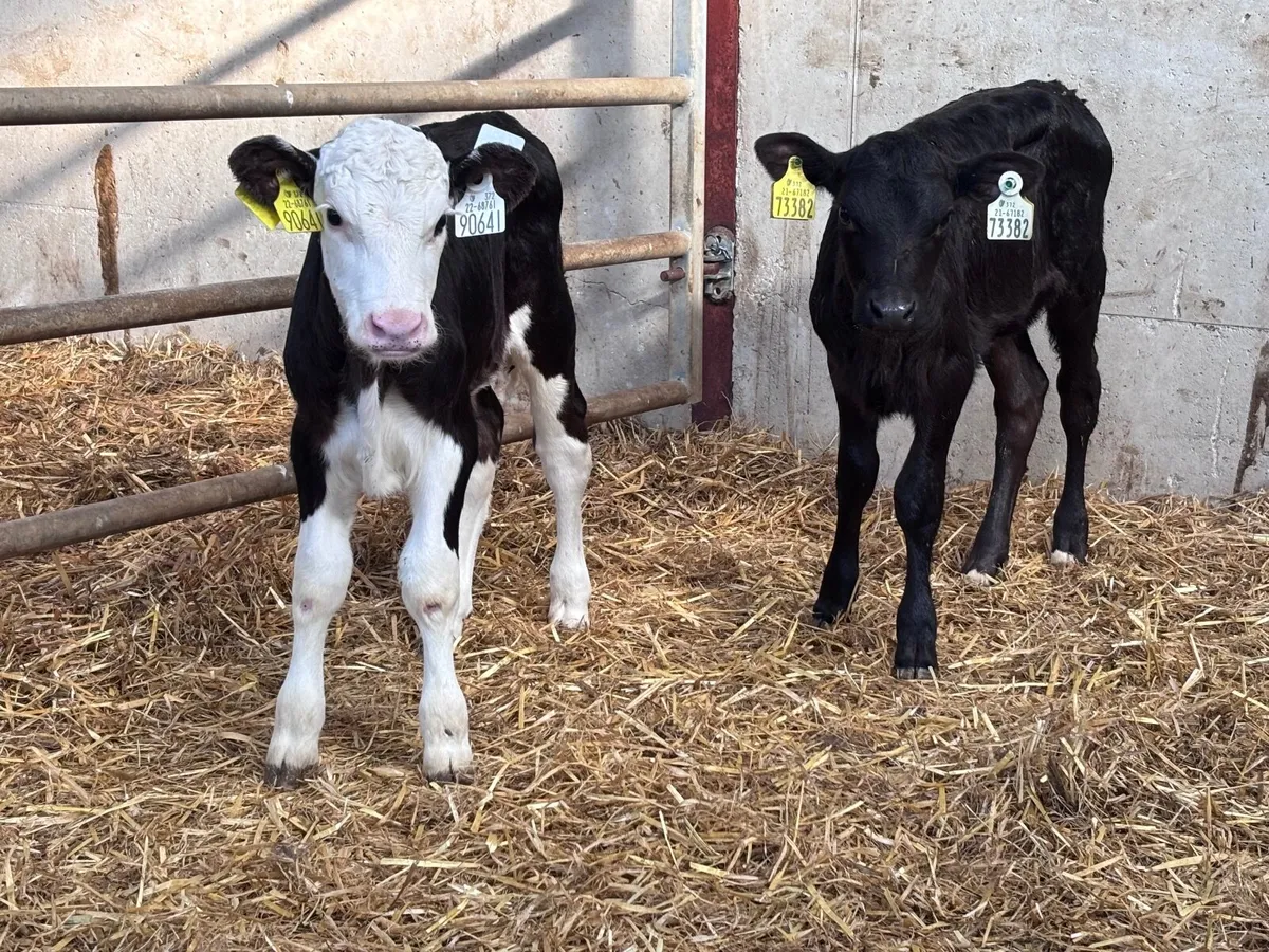 2 suck calves for sale @€260 - Image 3