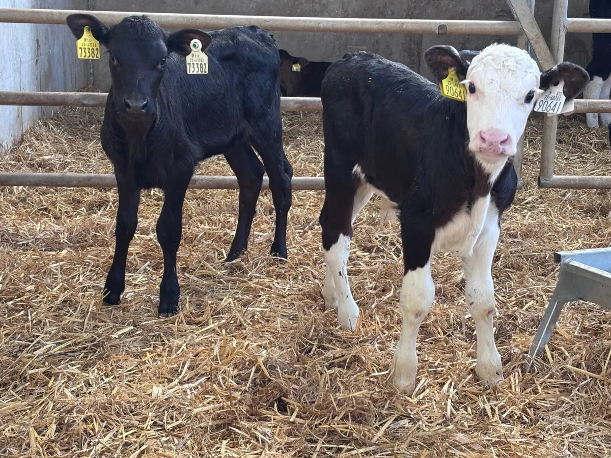 2 suck calves for sale @€260 - Image 1