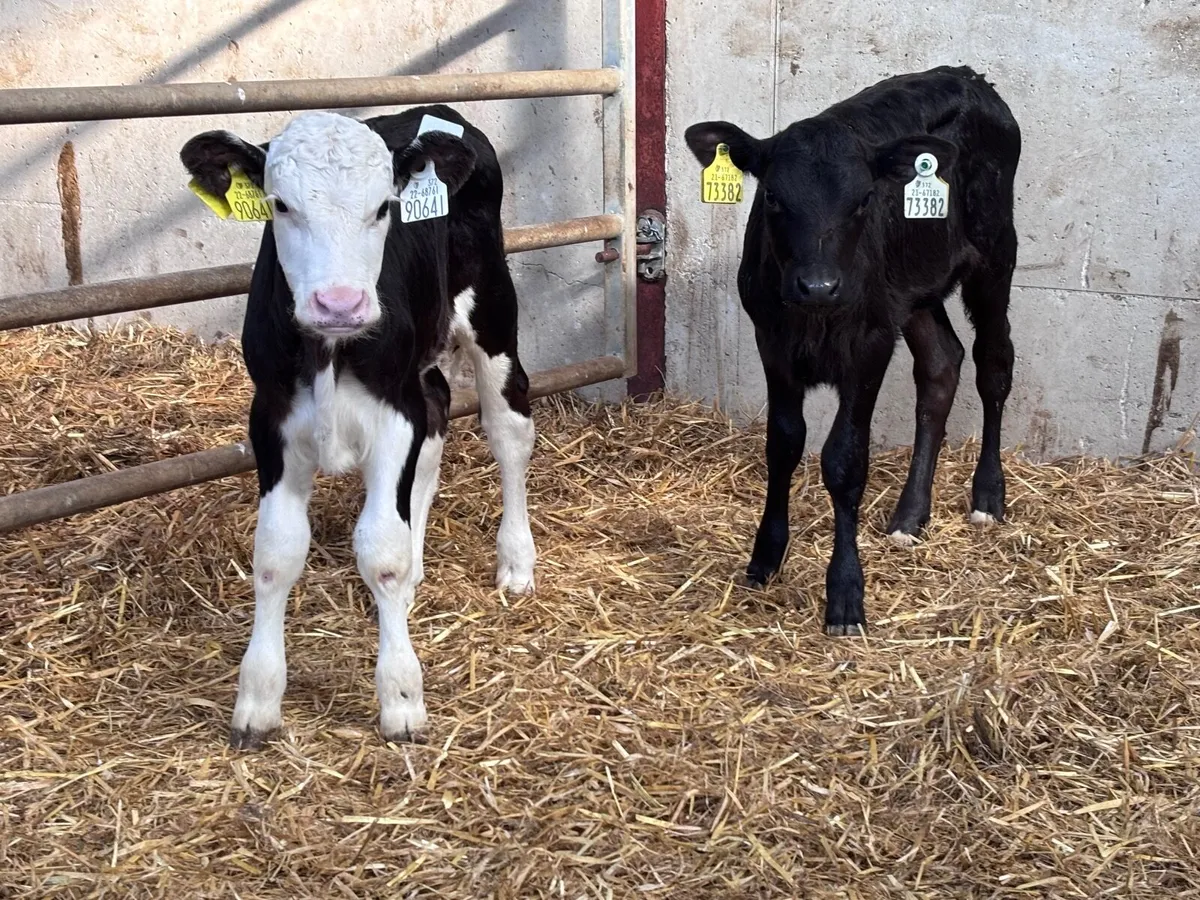 2 suck calves for sale @€260 - Image 2