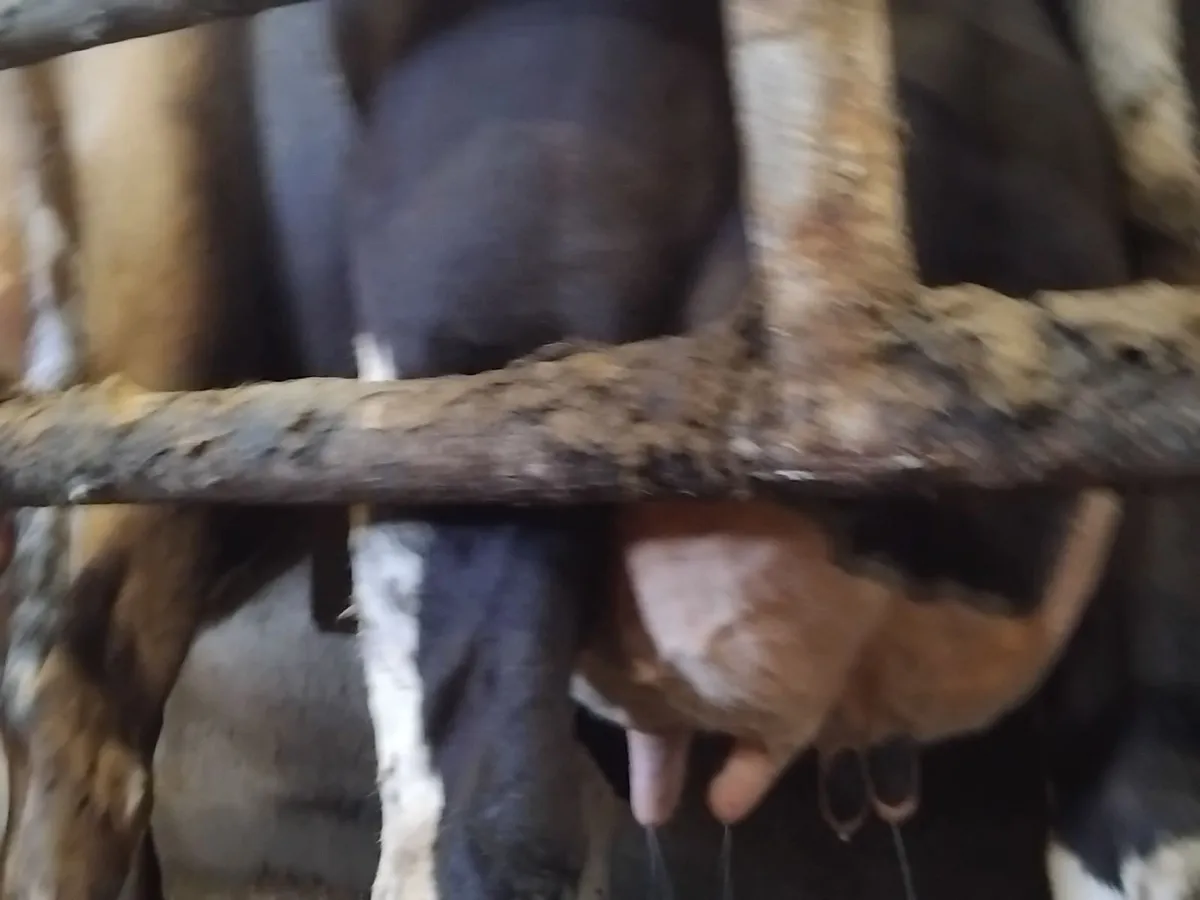 Milking cows nenagh mart today - Image 2