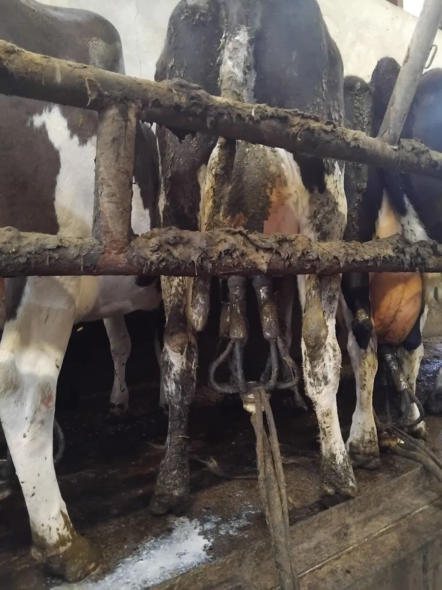 Milking cows nenagh mart today - Image 3