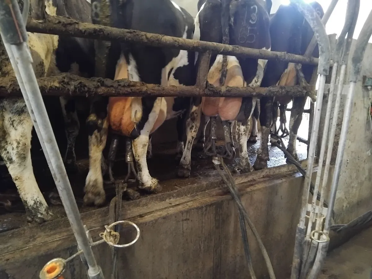 Milking cows nenagh mart today - Image 1