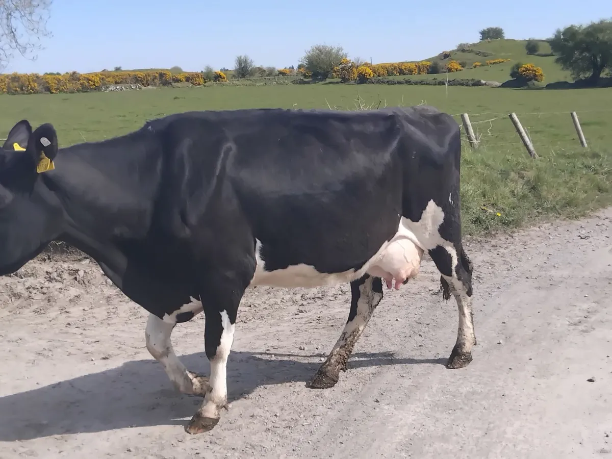 Milking cows nenagh mart today - Image 4