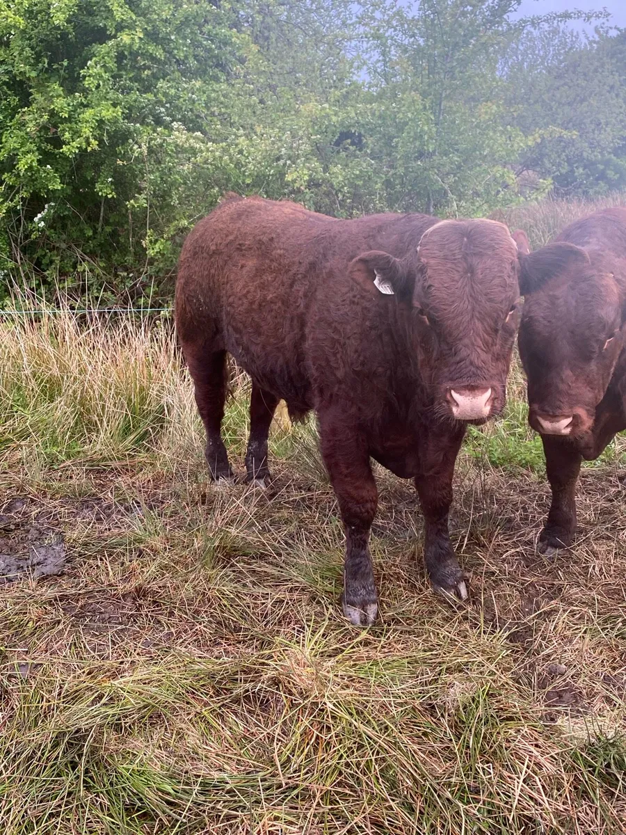 Pb Saler bulls - Image 3