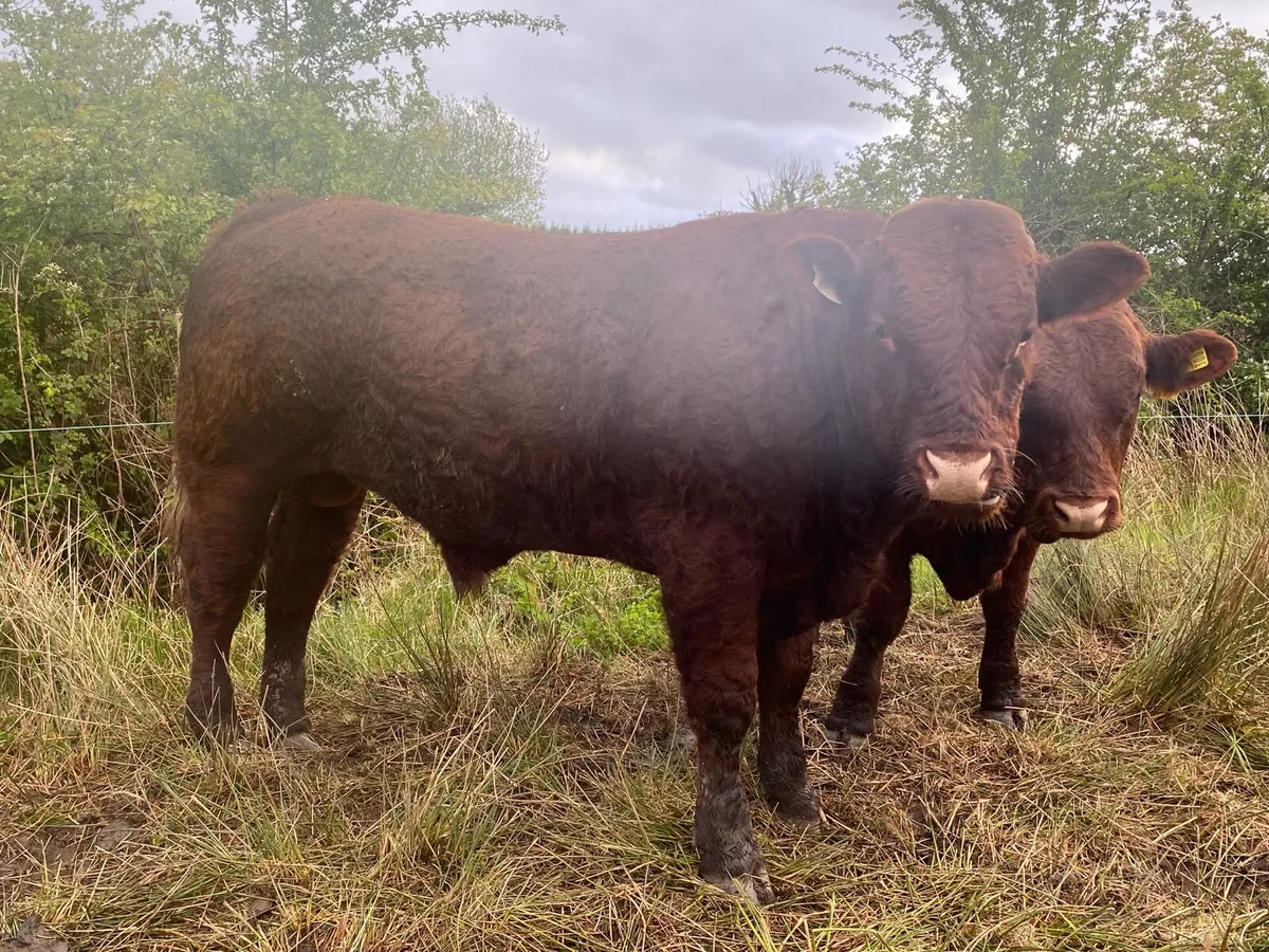 Pb Saler bulls - Image 2