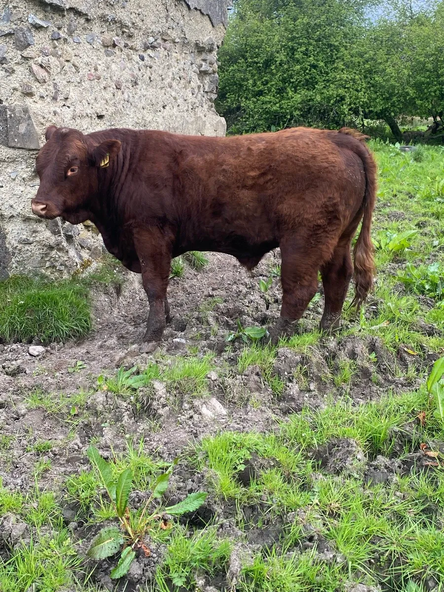 Pb Saler bulls - Image 4