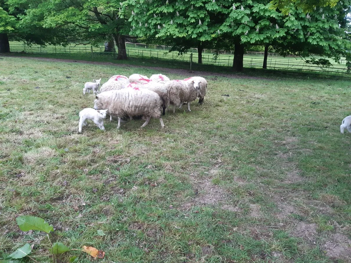 sheep - Image 4