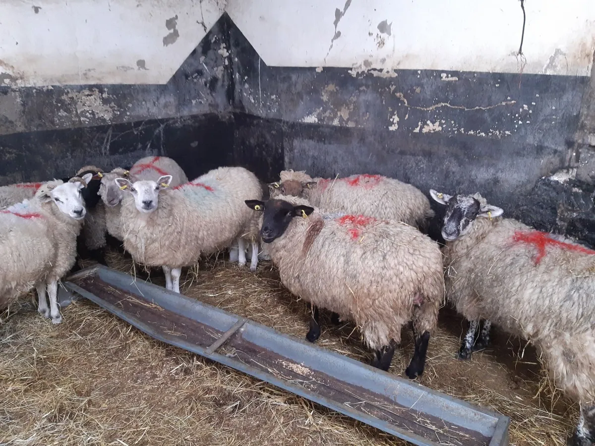 sheep - Image 2
