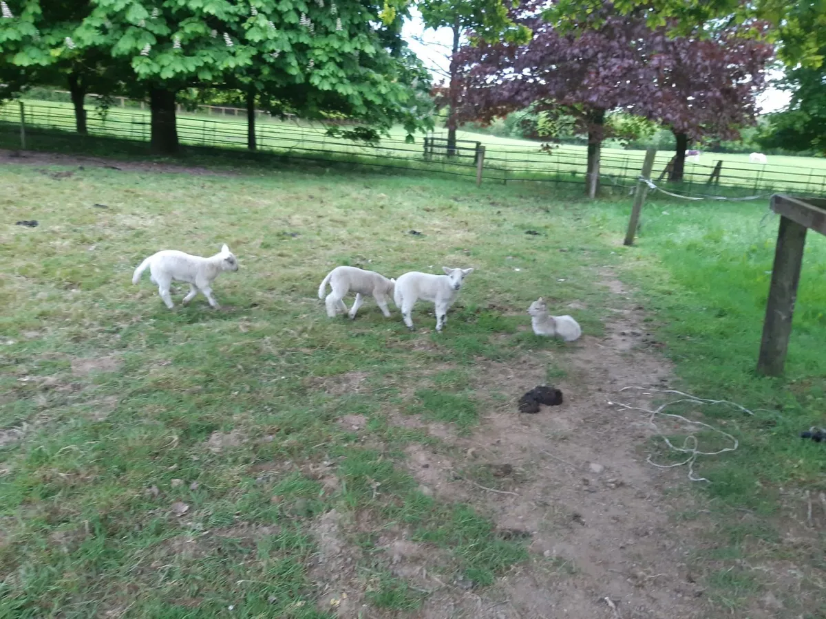 sheep - Image 3
