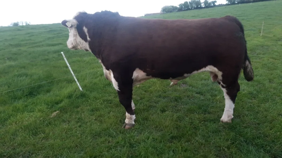 Pedigree Hereford Bull for Nenagh - Image 1