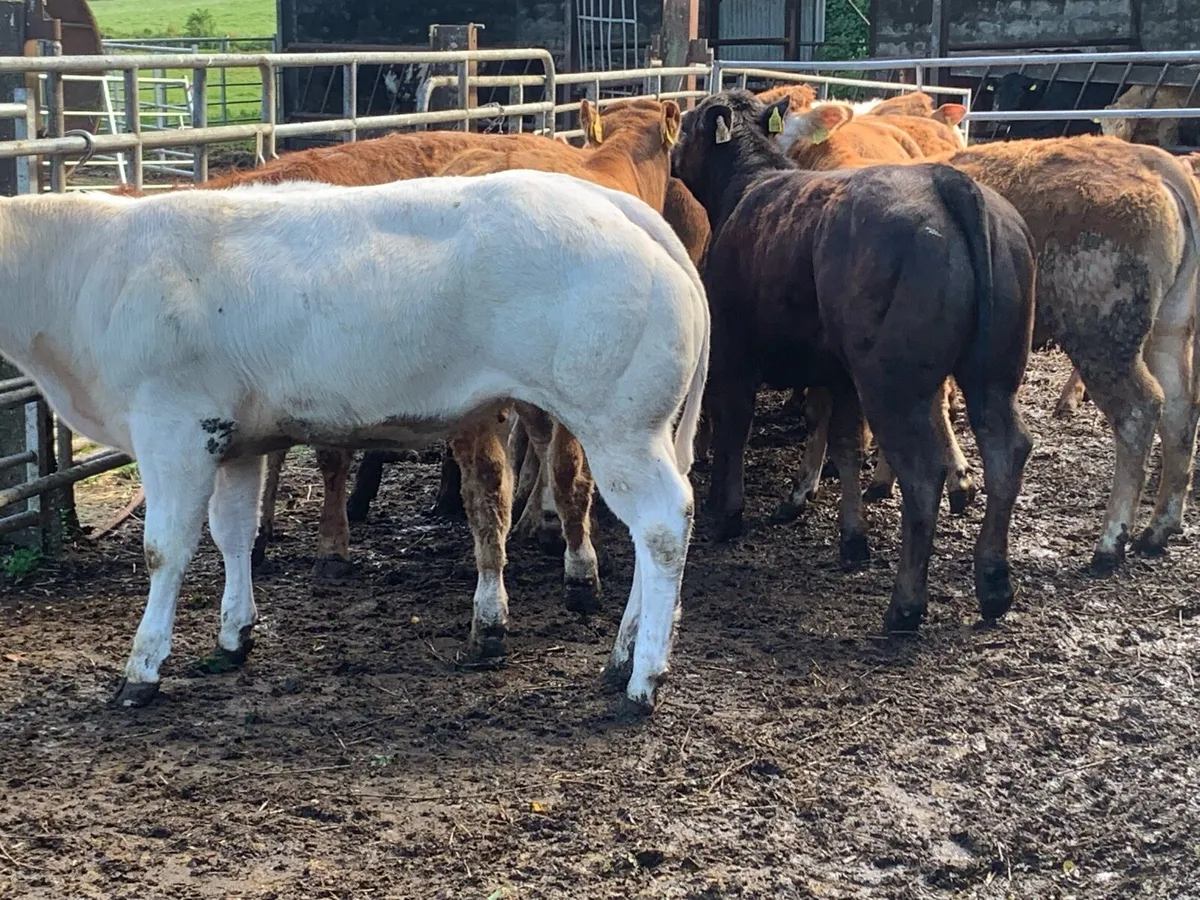 22 charlaois and limousine heifers 315kg - Image 2