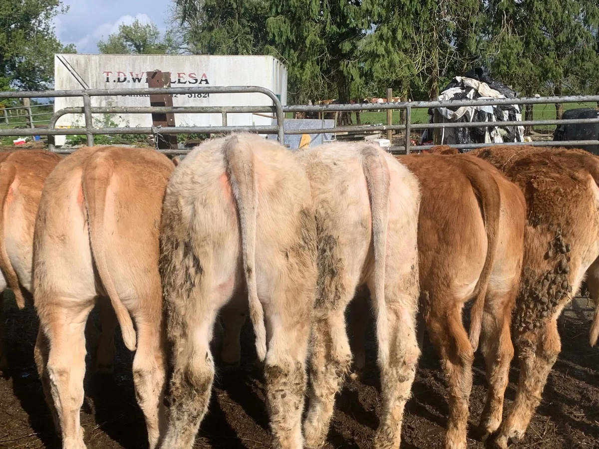 22 charlaois and limousine heifers 315kg - Image 3