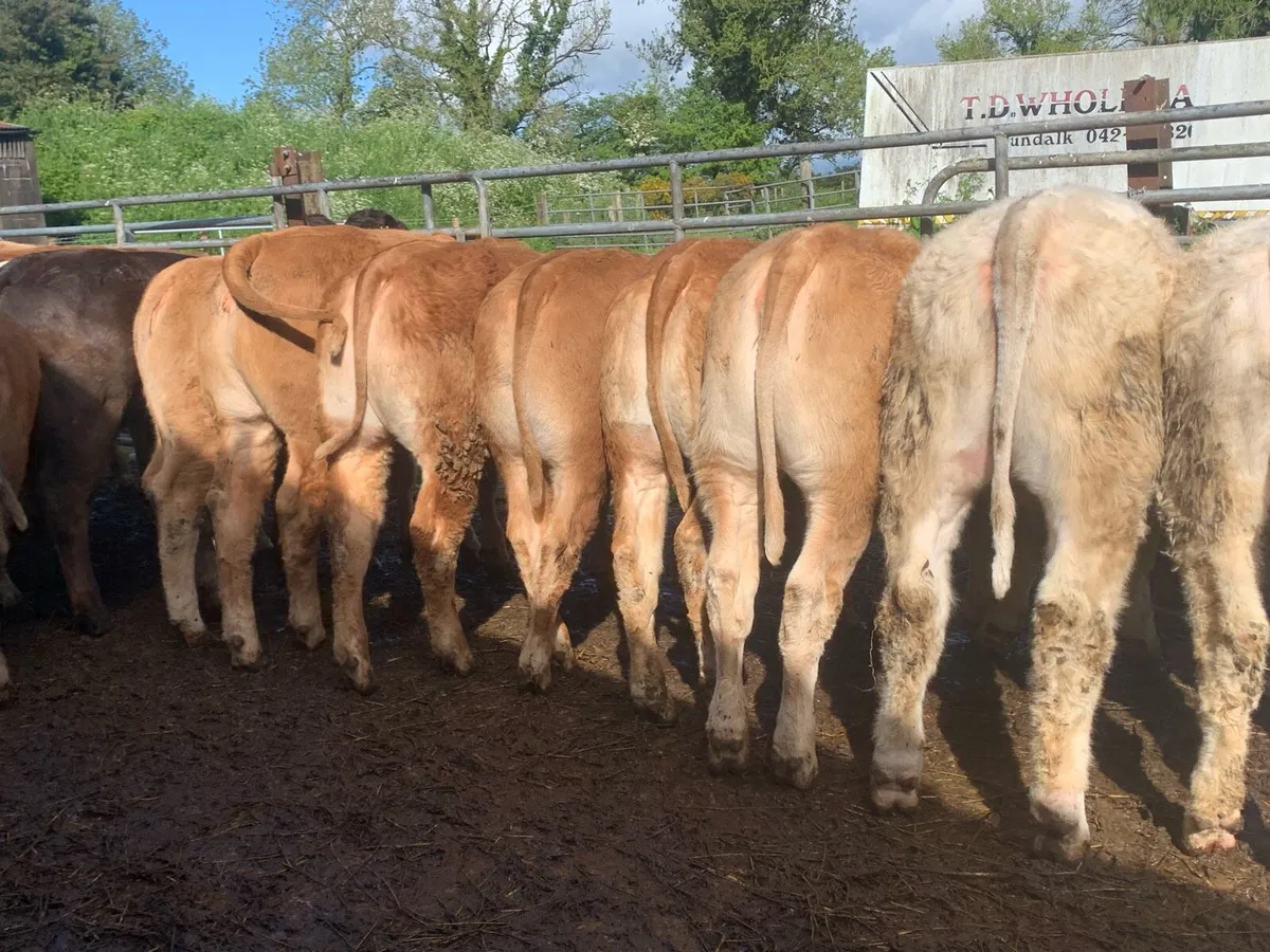 22 charlaois and limousine heifers 315kg - Image 4