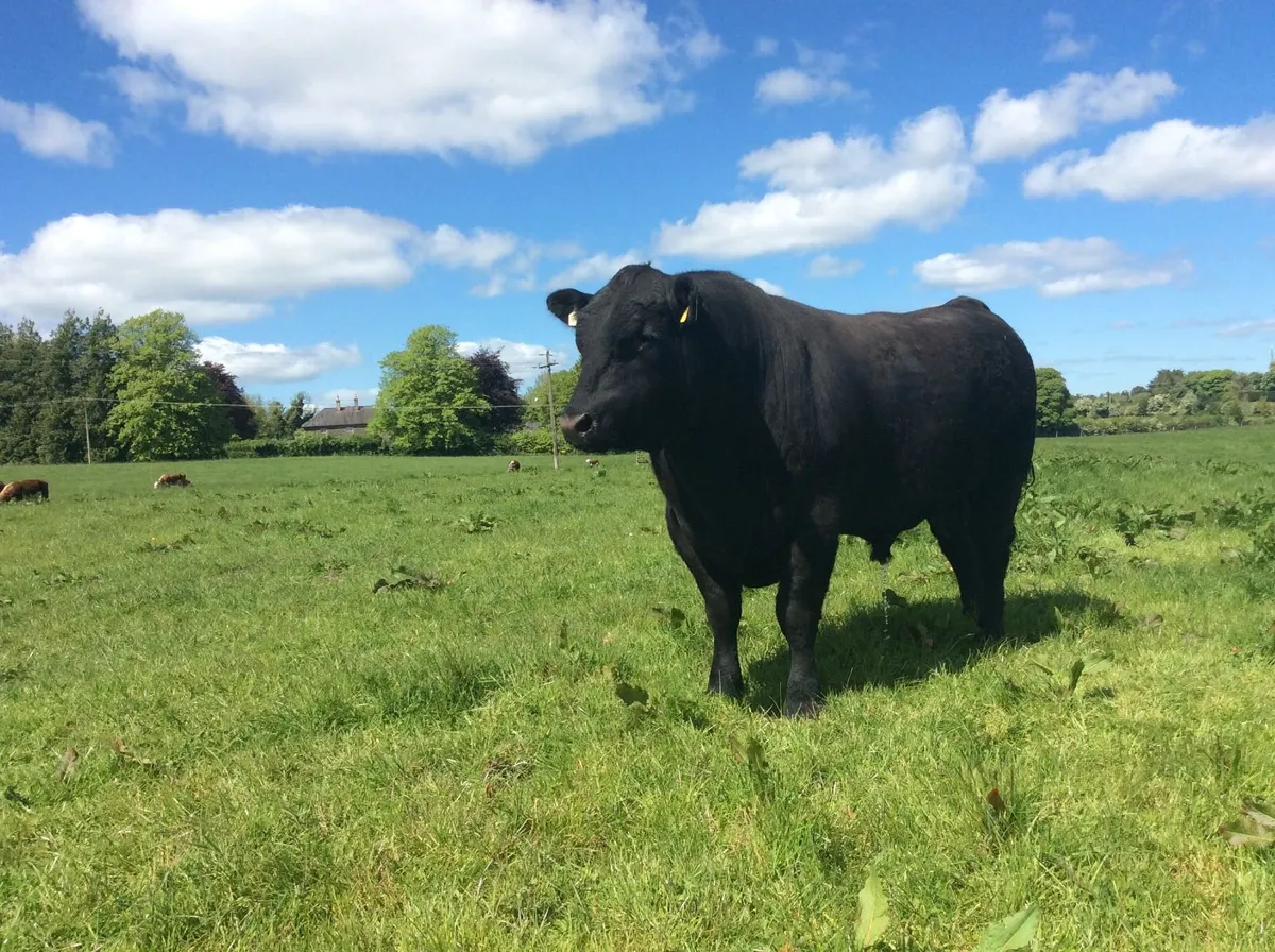 Pedigree Angus Bulls for sale - Image 3