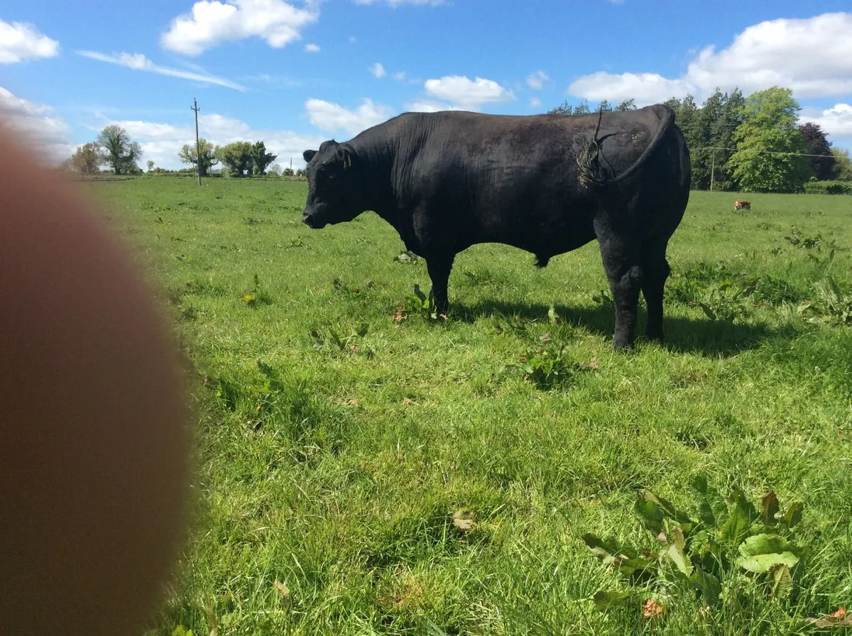 Pedigree Angus Bulls for sale - Image 4
