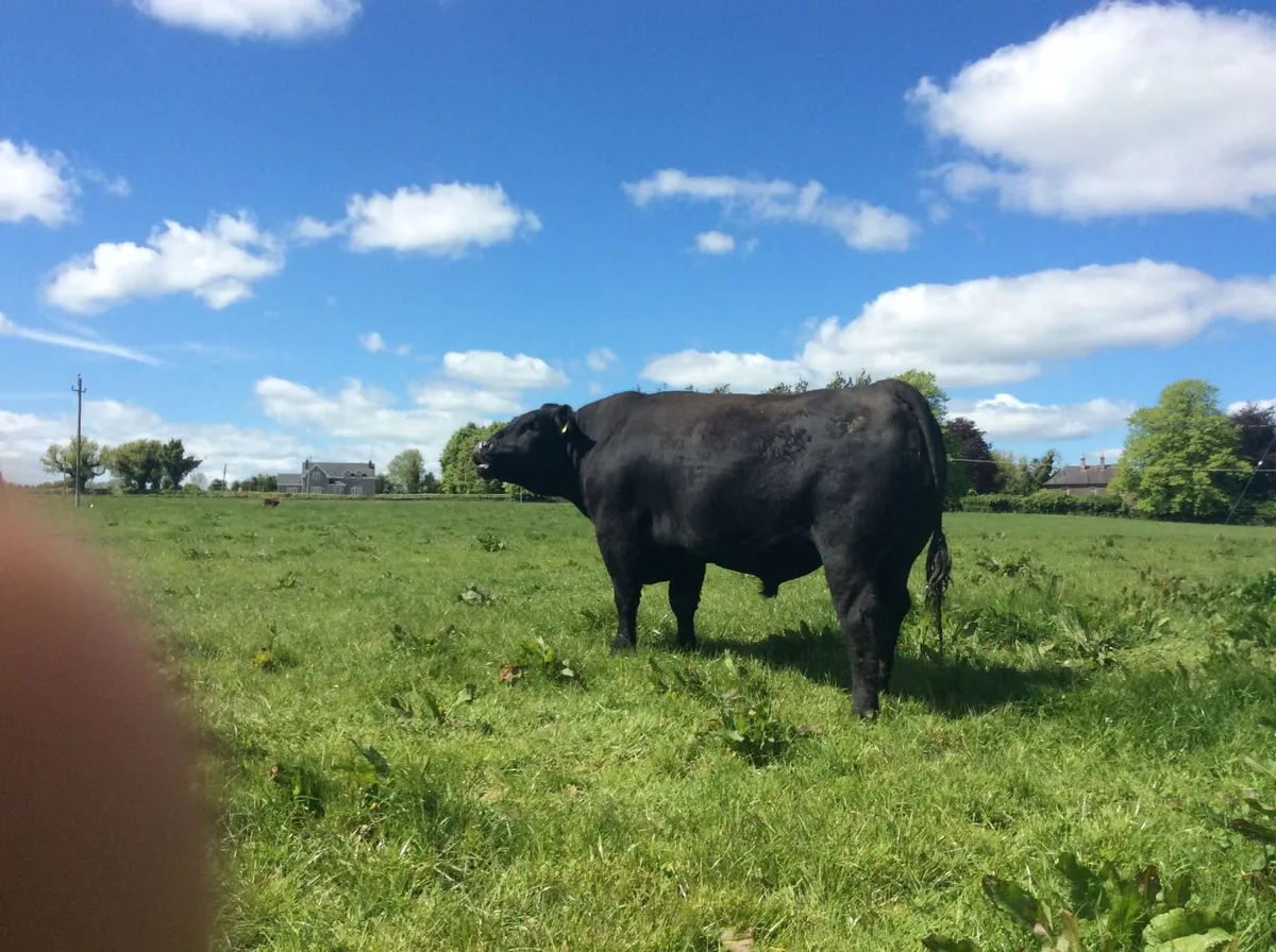 Pedigree Angus Bulls for sale - Image 2