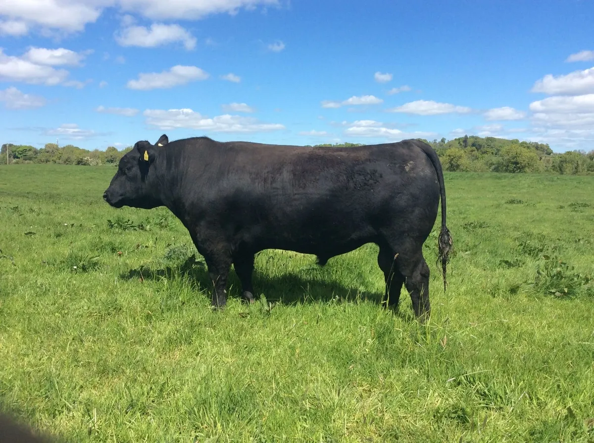Pedigree Angus Bulls for sale - Image 1