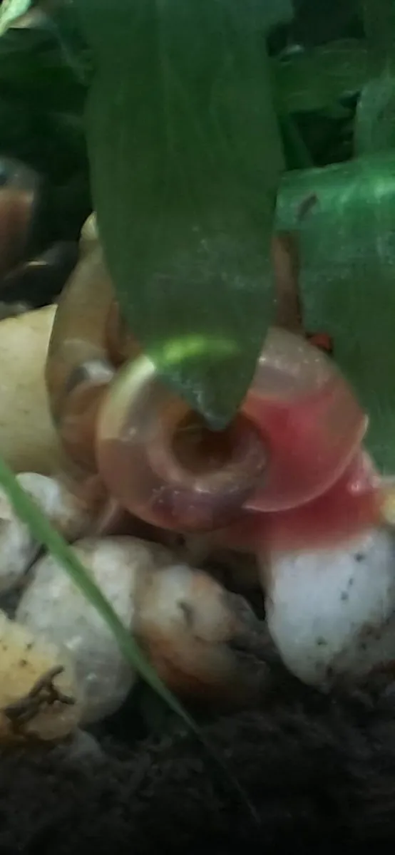 Ramshorn snails (freshwater) - Image 2