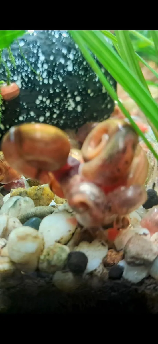 Ramshorn snails (freshwater) - Image 3