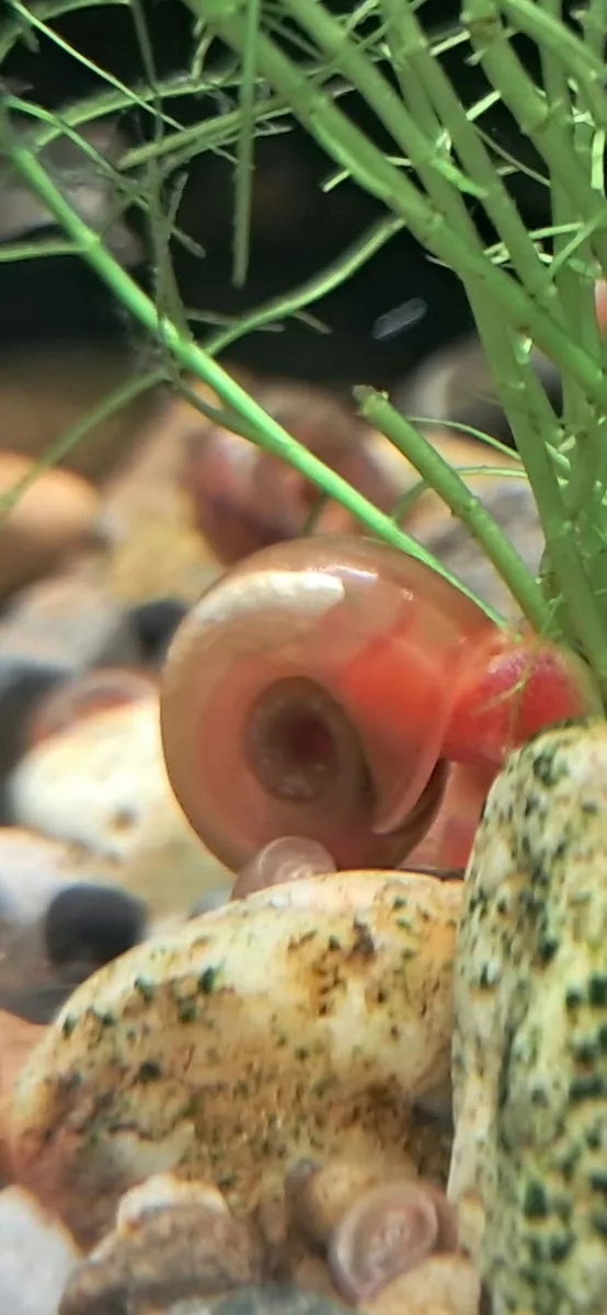 Ramshorn snails (freshwater) - Image 4