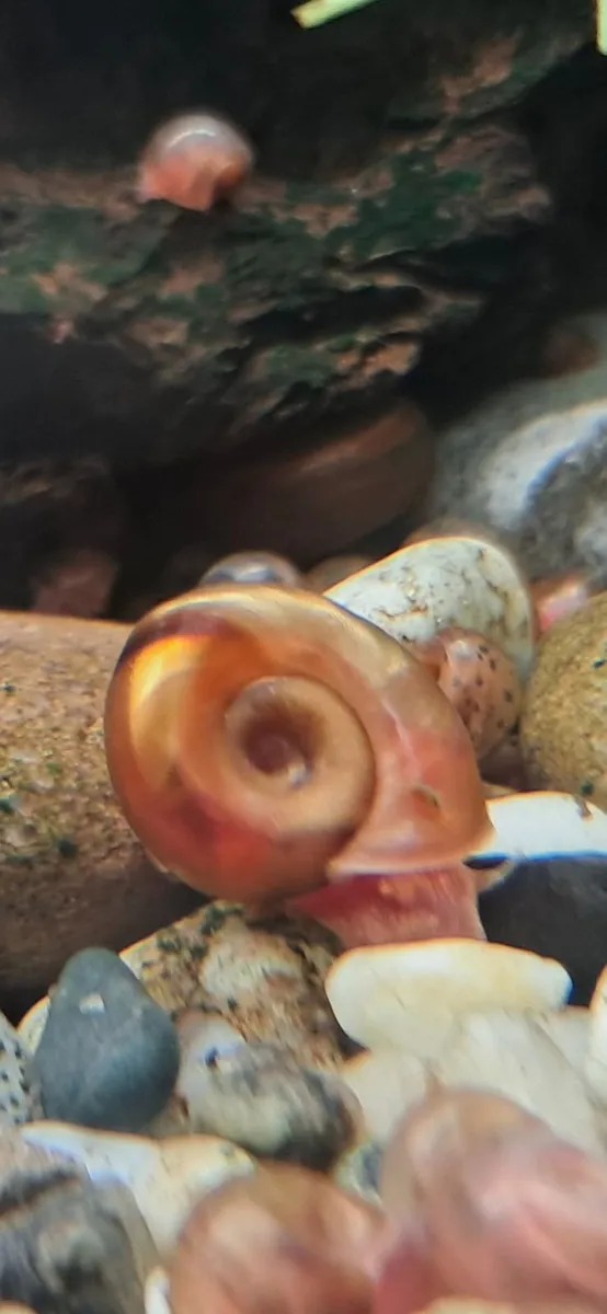 Ramshorn snails (freshwater) - Image 1