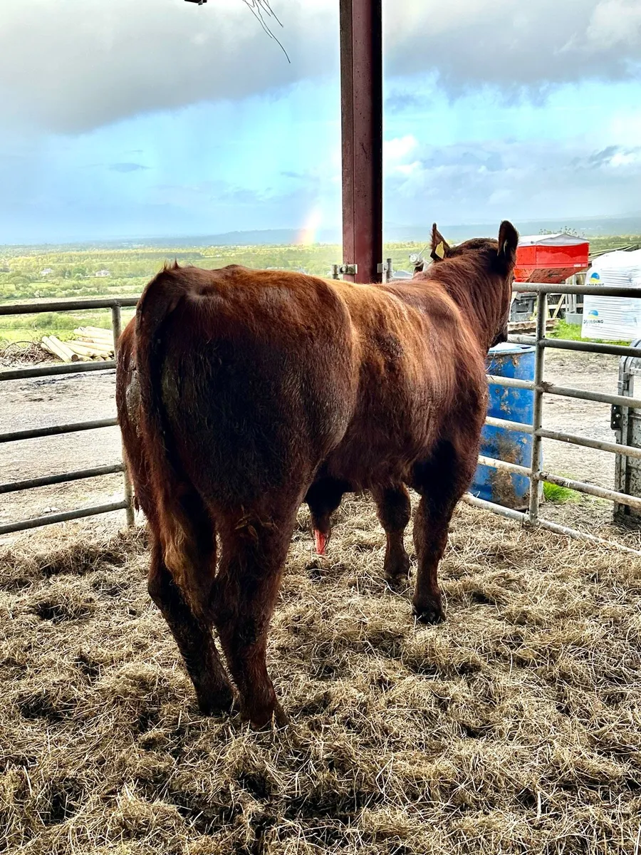 PBR Shorthorn Bull - Image 2