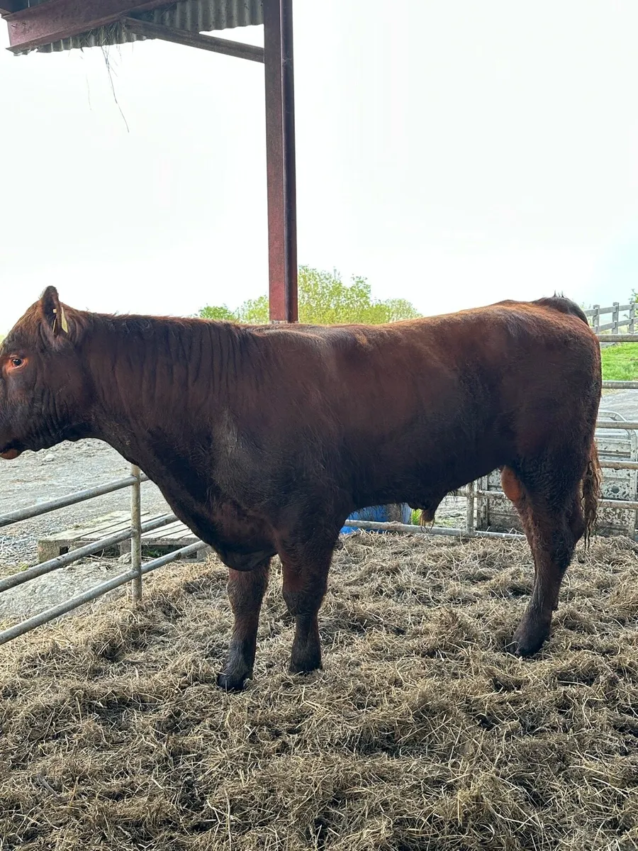 PBR Shorthorn Bull - Image 1