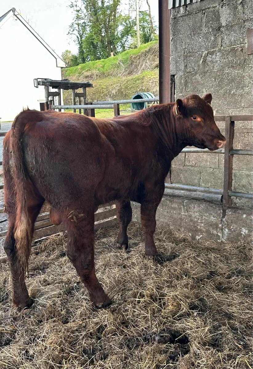 PBR Shorthorn Bull - Image 3