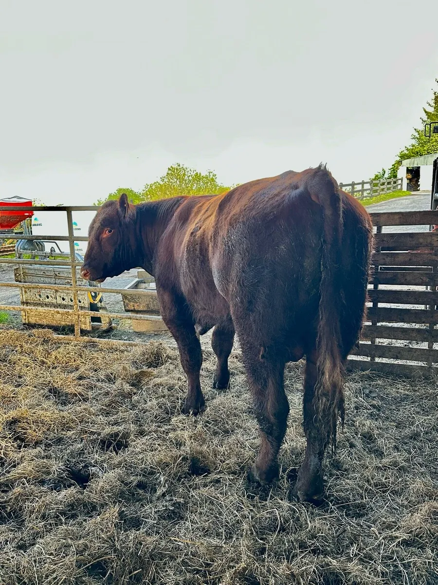 PBR Shorthorn Bull - Image 4