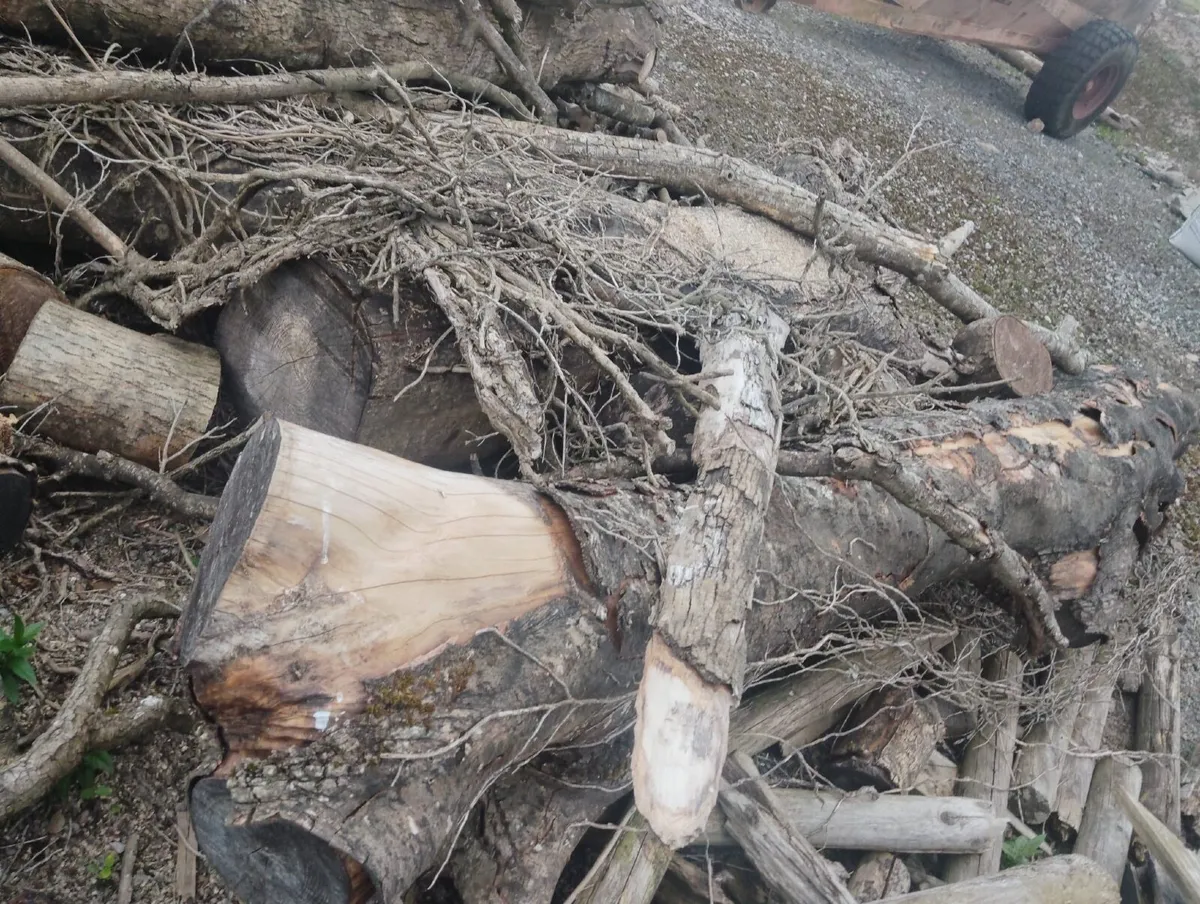 Fire wood - Image 3