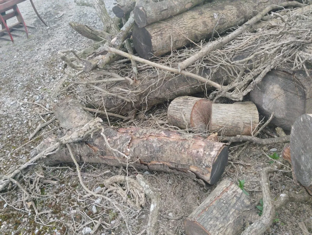 Fire wood - Image 4