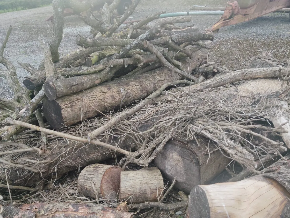 Fire wood - Image 2