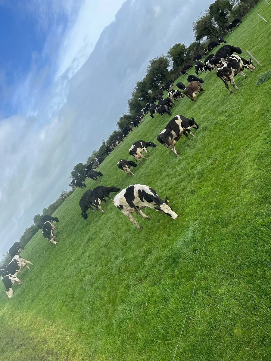 Sunday milker wanted