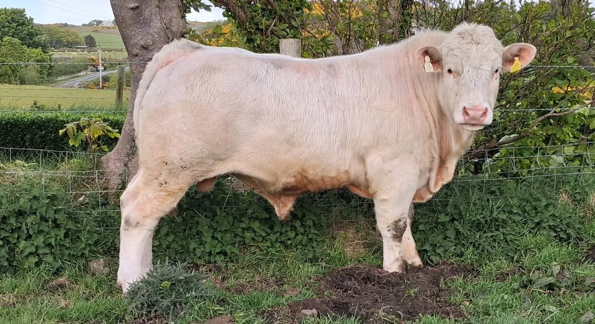 LAPON BRED PBR CHAROLAIS BULL