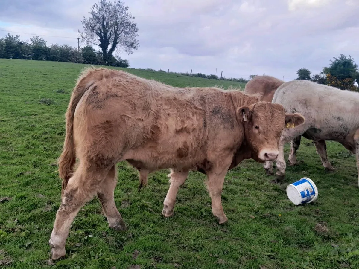 6 Smashing Charlaois Store Bullocks - Image 1