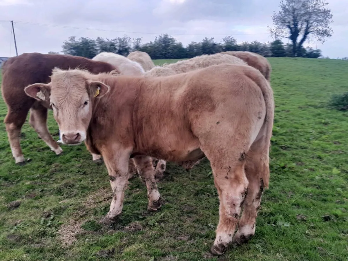 6 Smashing Charlaois Store Bullocks - Image 2