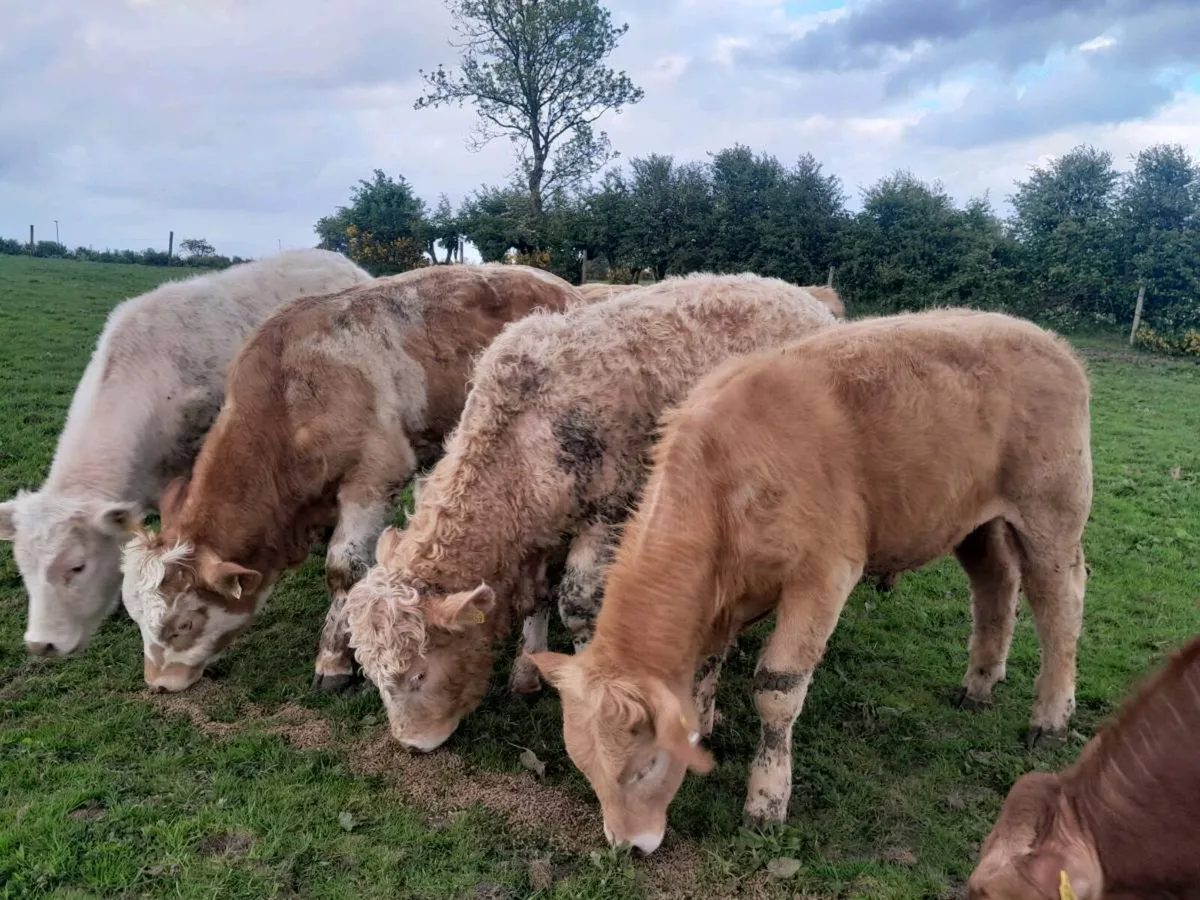 6 Smashing Charlaois Store Bullocks - Image 3