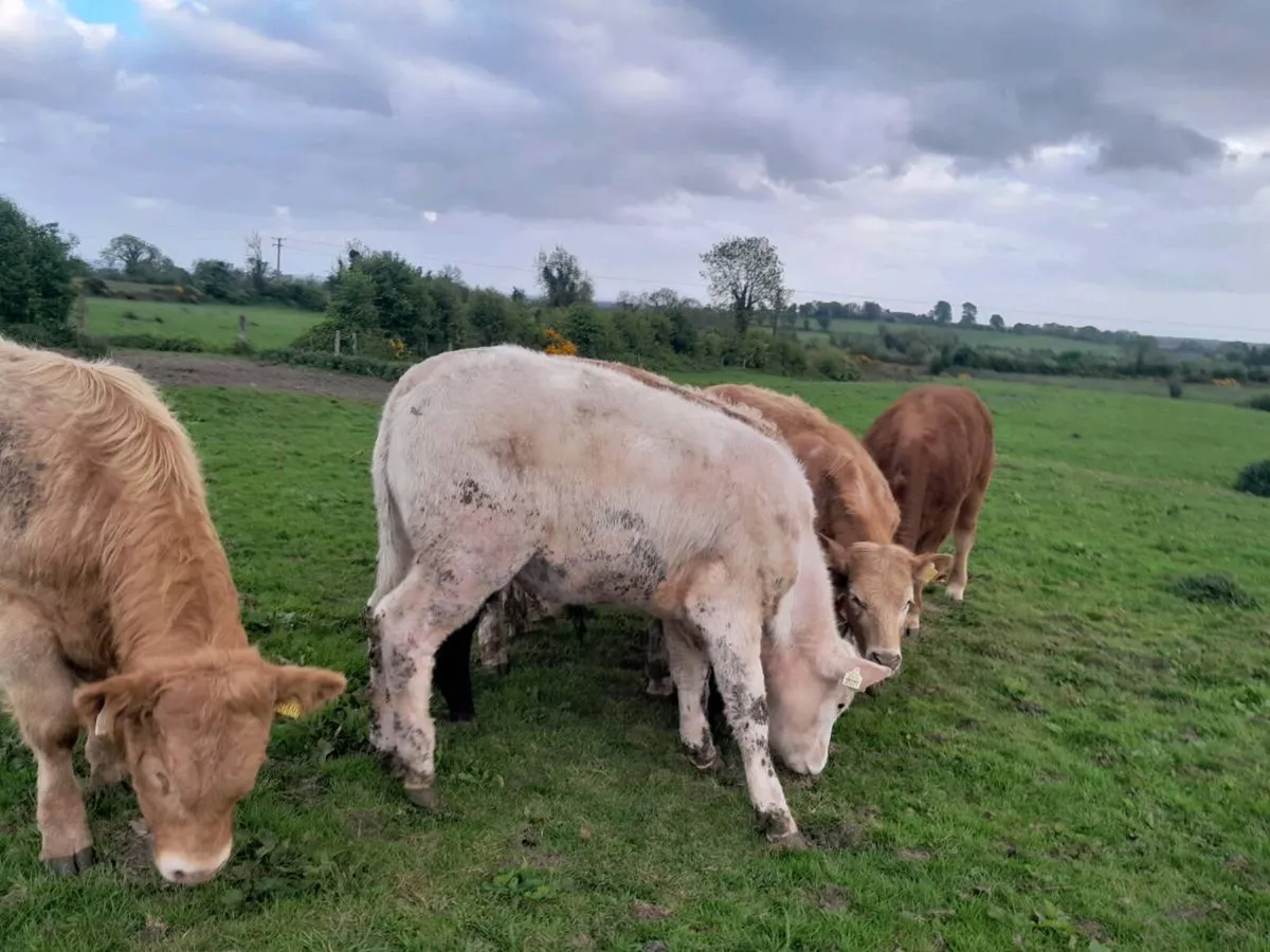 6 Smashing Charlaois Store Bullocks - Image 4