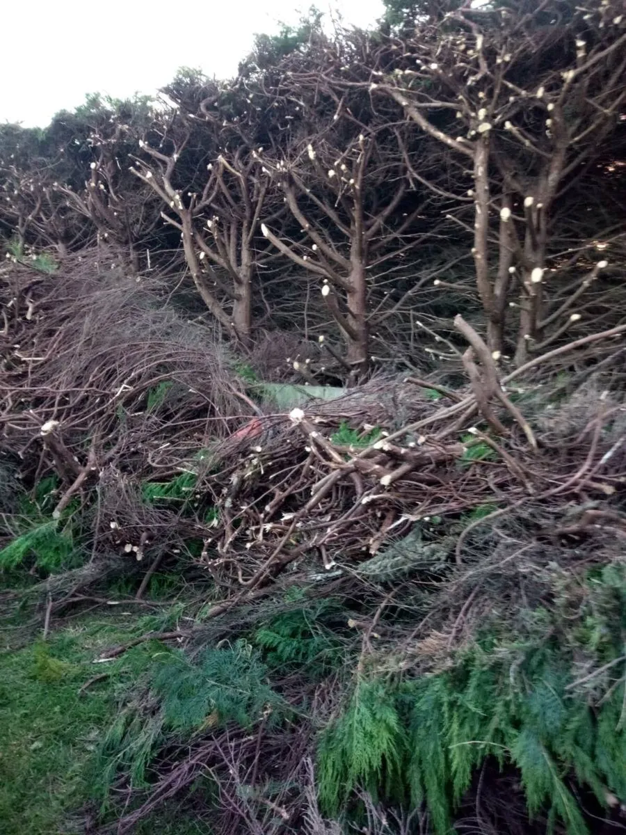 Grass cutting - Image 1