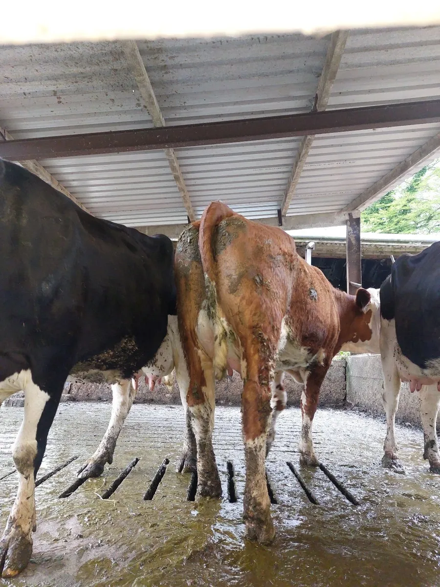 Cows - Image 1