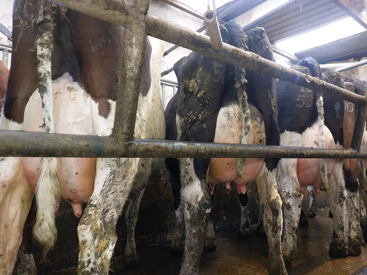 Cows - Image 2