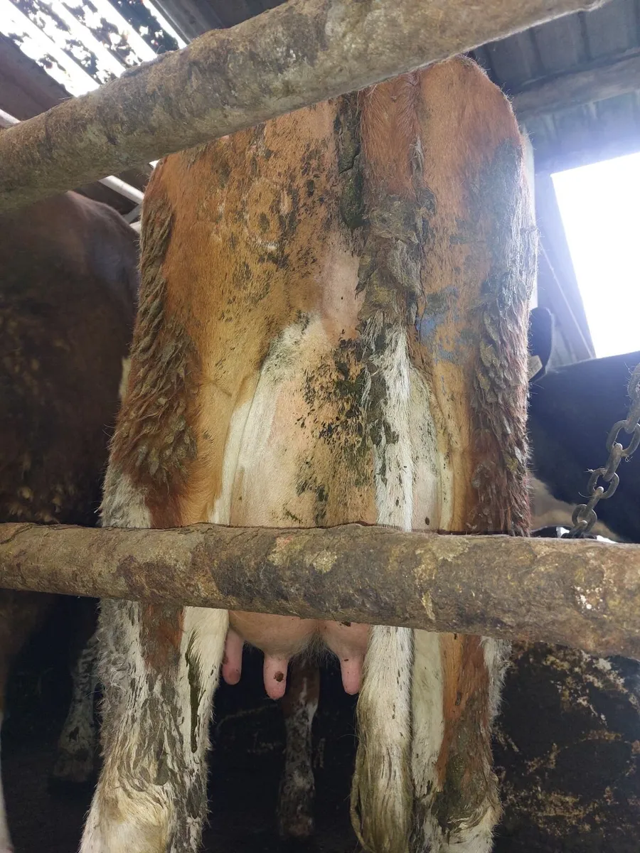 Cows - Image 3