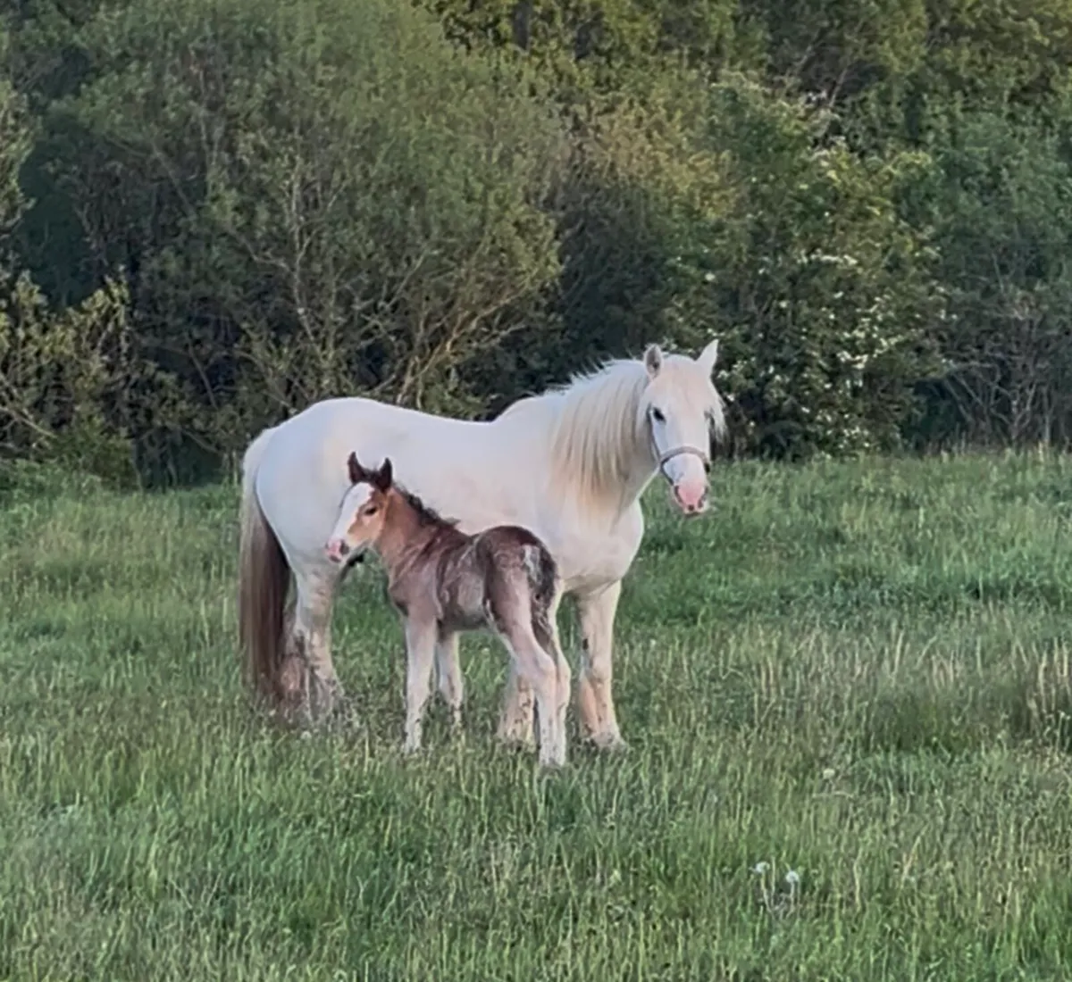 14 hands mare and filly foal - Image 1